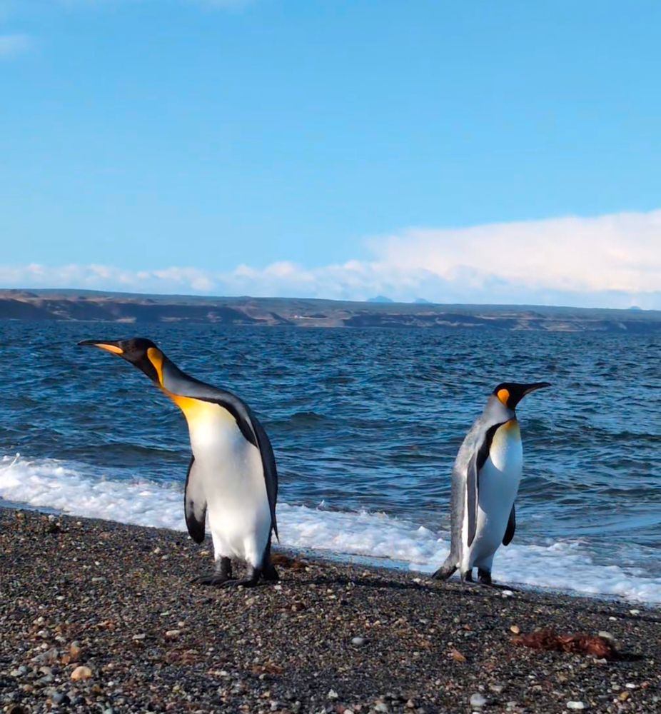 Two King Penguins, one looking towards the camera and one looking towards the sea