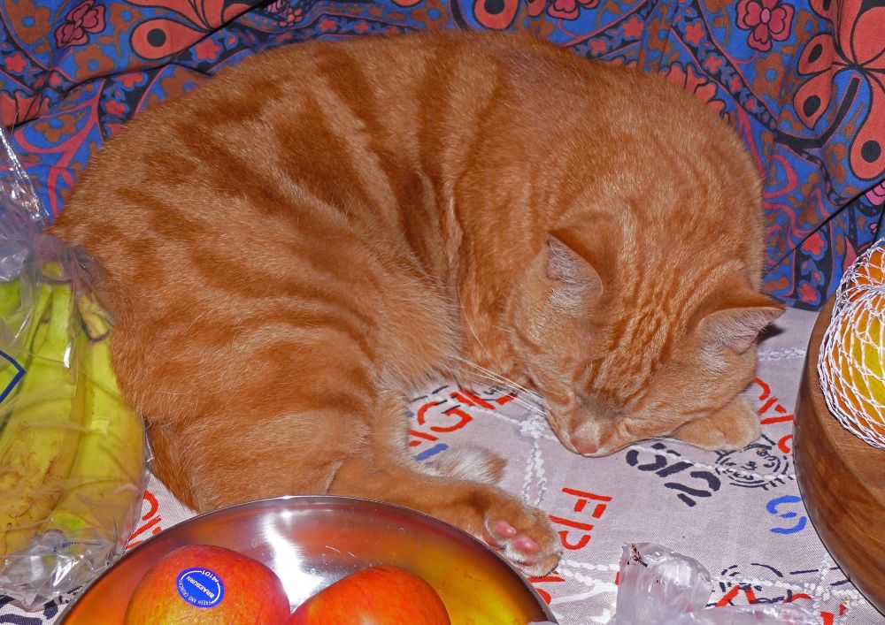 A ginger cat curled up asleep on a tablecloth, surrounded by fruit.