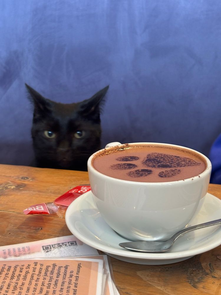 My drink, with cat eyeing up my drink