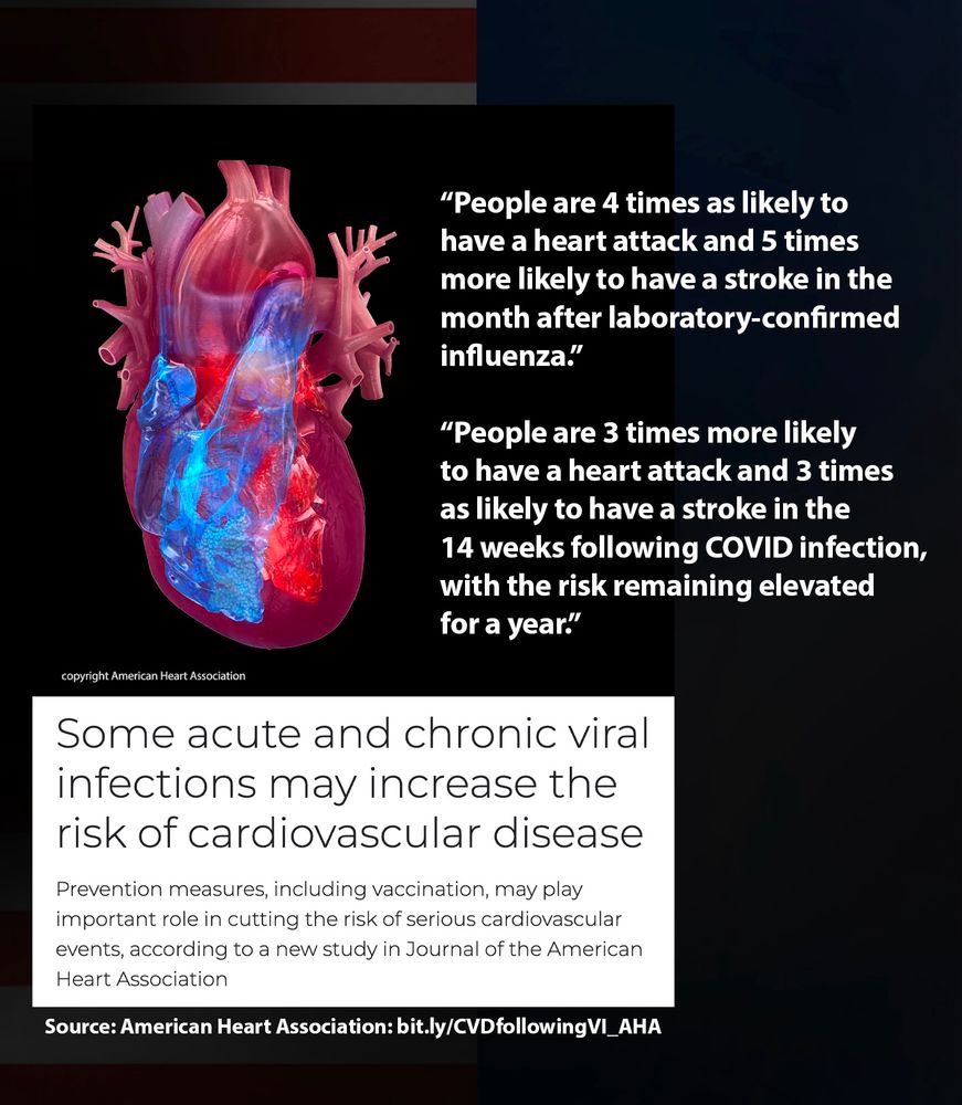 Press release of a study published in the Journal of the American Heart Association, led by Kosuke Kawai, ScD Cresencia Felician Muhere, MD, Elkin V. Lemos, MD, PhD and Joel M. Francis, MD, PhD.
Title: Some acute and chronic viral infections may increase the risk of cardiovascular disease
Prevention measures, including vaccination, may play important role in cutting the risk of serious cardiovascular events, according to a new study in Journal of the American Heart Association
Published: October 29, 2025
 
Source: Newsroom.heart.org: https://bit.ly/CVDfollowingVI_AHA 
 
“People are 4 times as likely to have a heart attack and 5 times more likely to have a stroke in the month after laboratory-confirmed influenza.” 
 
“People are 3 times more likely to have a heart attack and 3 times as likely to have a stroke in the 14 weeks following COVlD infection, with the risk remaining elevated for a year.”
 
https://newsroom.heart.org/news/some-acute-and-chronic-viral-infections-may-increase-the-risk-of-cardiovascular-disease
