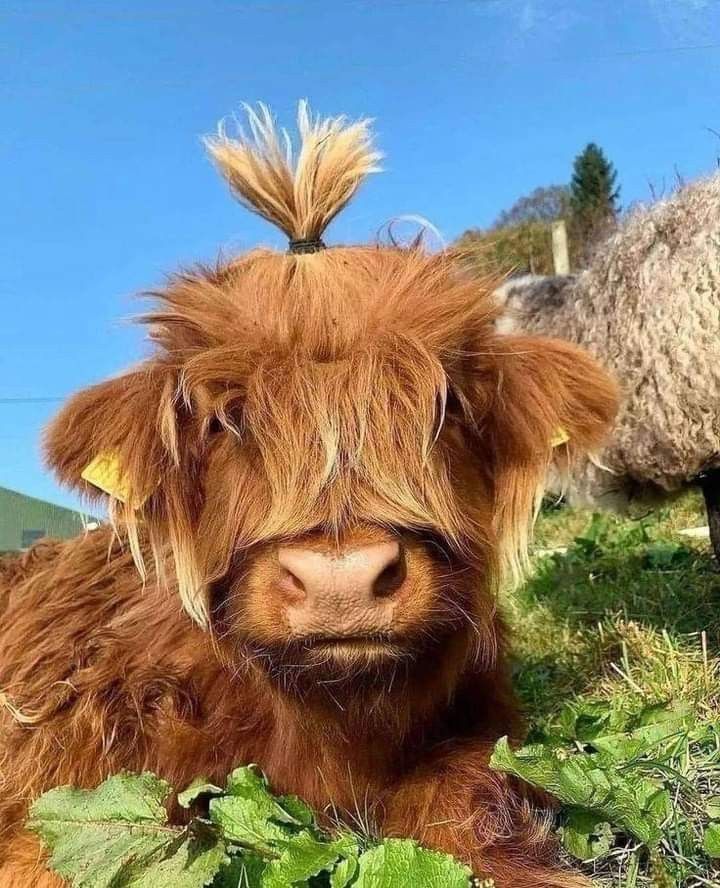 Ein Galloway-Rind. Das lange Fell auf dem Kopf wurde in der Mitte zu einem hochstehenden Zopf zusammengebunden. 