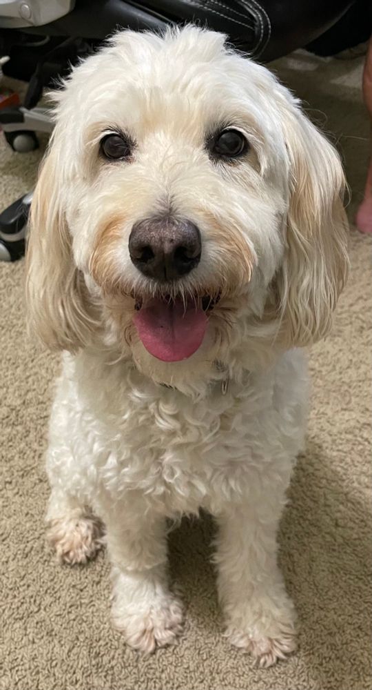 A creamed haired mini goldendoodle sitting looking at the camera with her mouth open and tongue out.