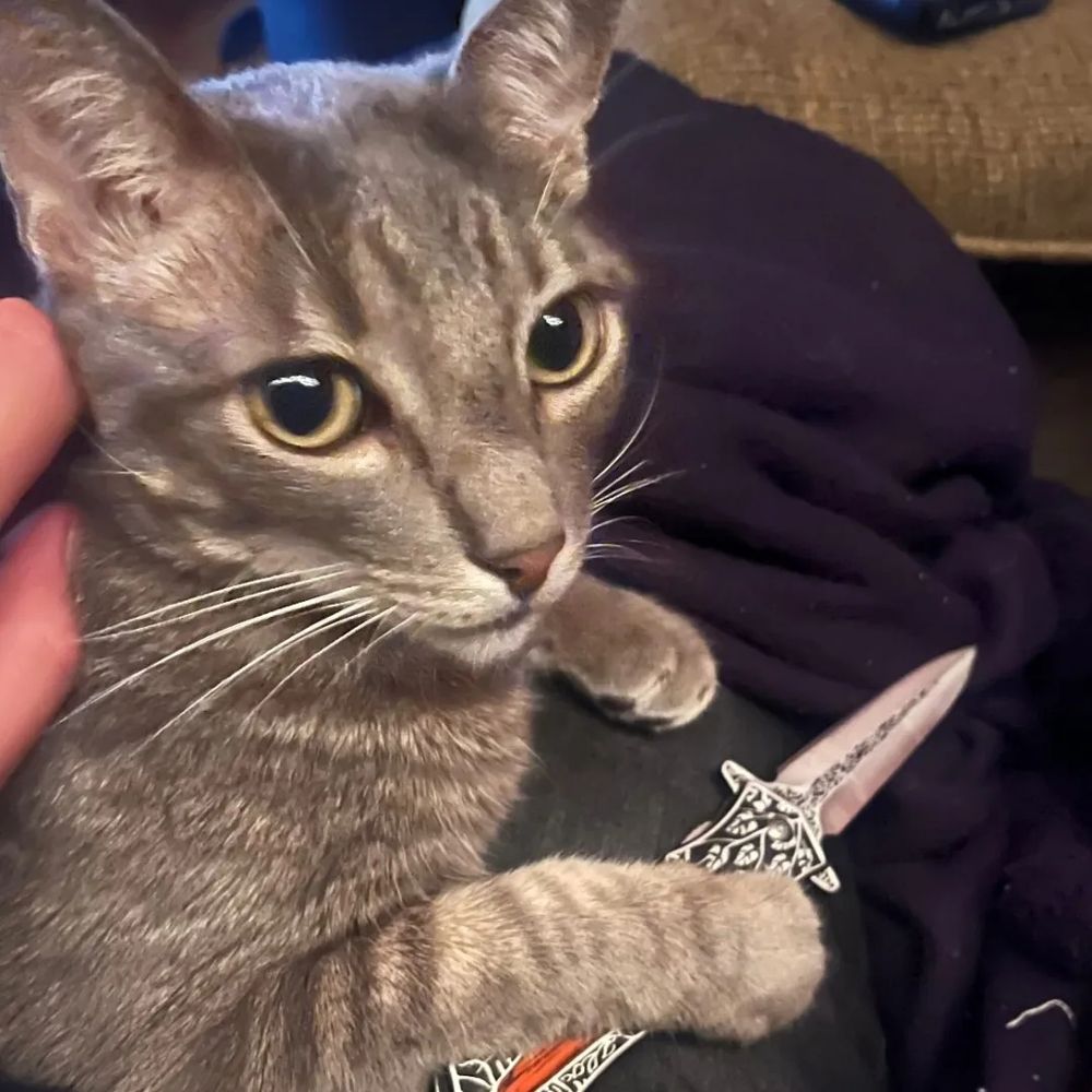 grey tabby cat holding an ornate pocket knife 