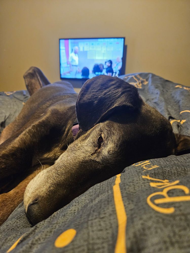 Black and grey Great Dane laying on a blue blanket.