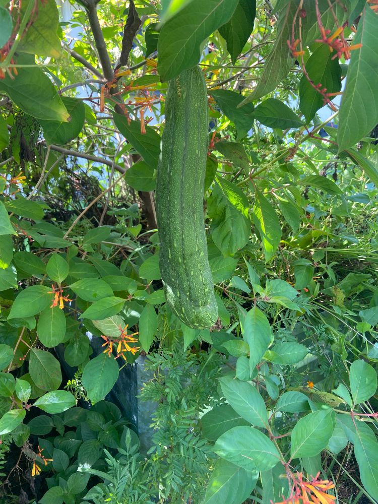 Unripe loofah, about a size where you need magnums, amongst hamelia patens and marigold.