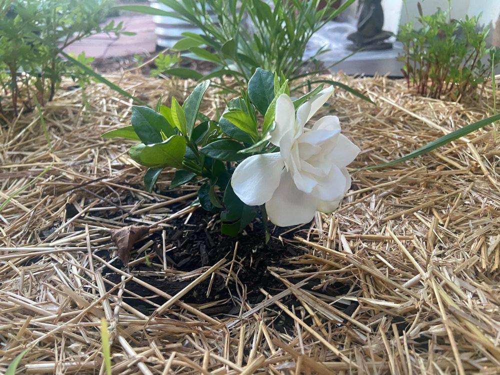 A large white flower on a tiny gardenia plant. If you could smell this flower, you would be amazed by the fragrance.