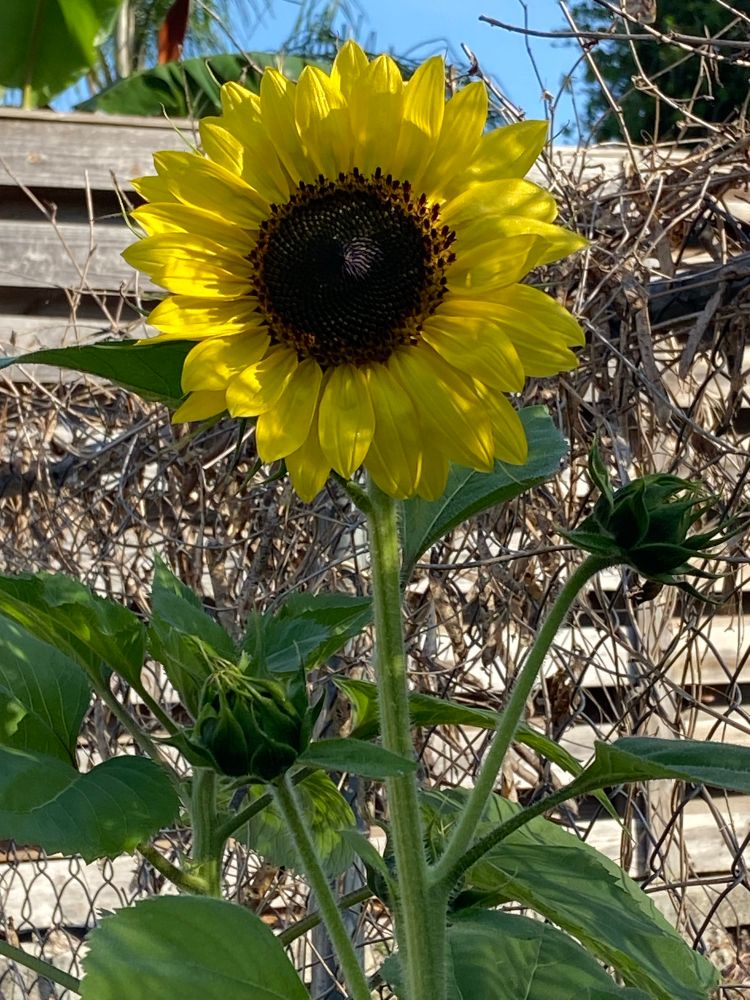 This is a sunflower: yellow and brown.