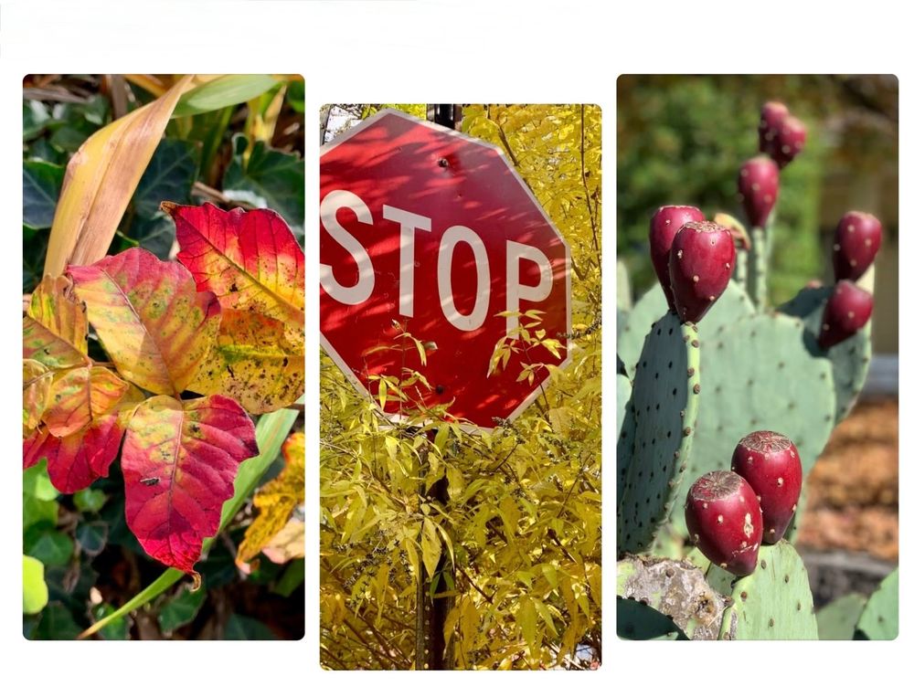 3 pictures in a row - one of red and yellow leaves, second of a red stop sign surrounded by bright yellow leaves, and third a close up of a prickly pear cactus with red fruits