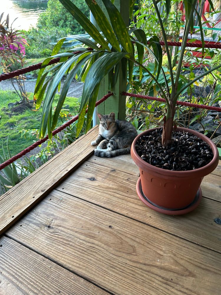 Caribbean cat nestled into the corner of an outdoor patio next to a plant. 