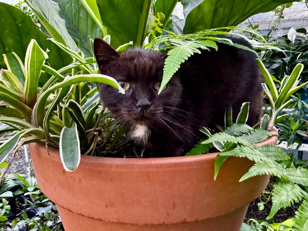 alternate angle with the cat looking directly at the camera, face partially obscured by foliage