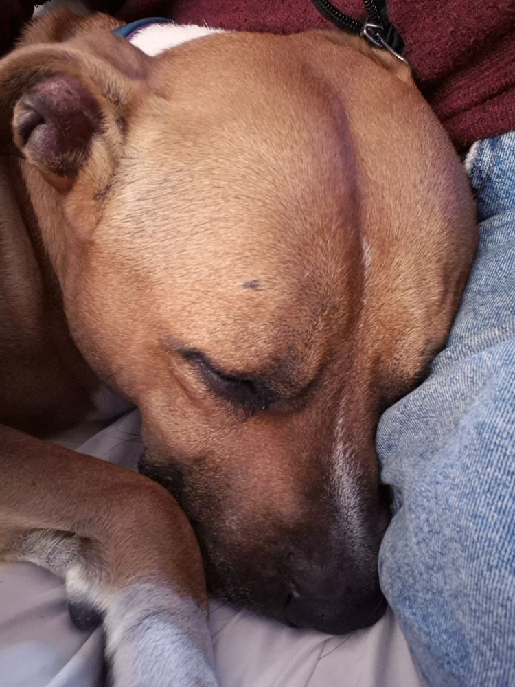 A closeup of a red pitbull snoozing against a person's denim-clad leg.