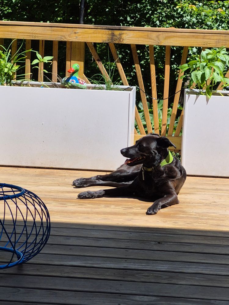 Black lab mix facing the opposite direction as she was in a previous photo