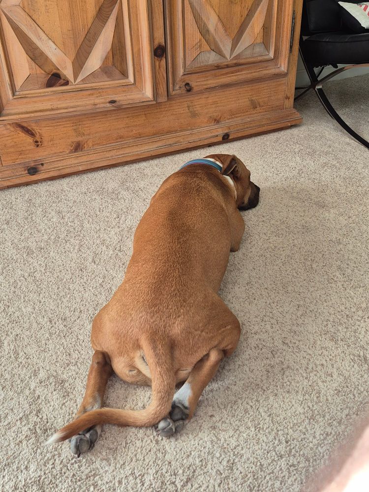 A red pitbull lying on a white carpet facing away from the camera