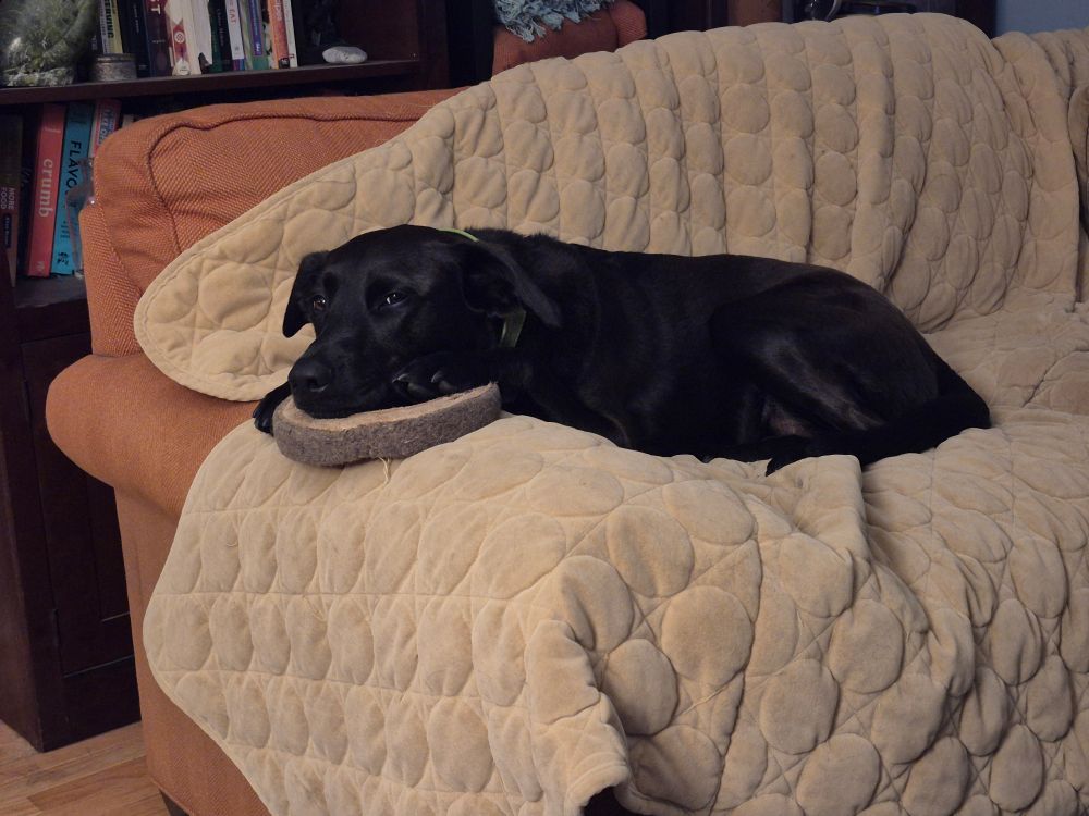 A black lab dog resting her head on a leather ring toy