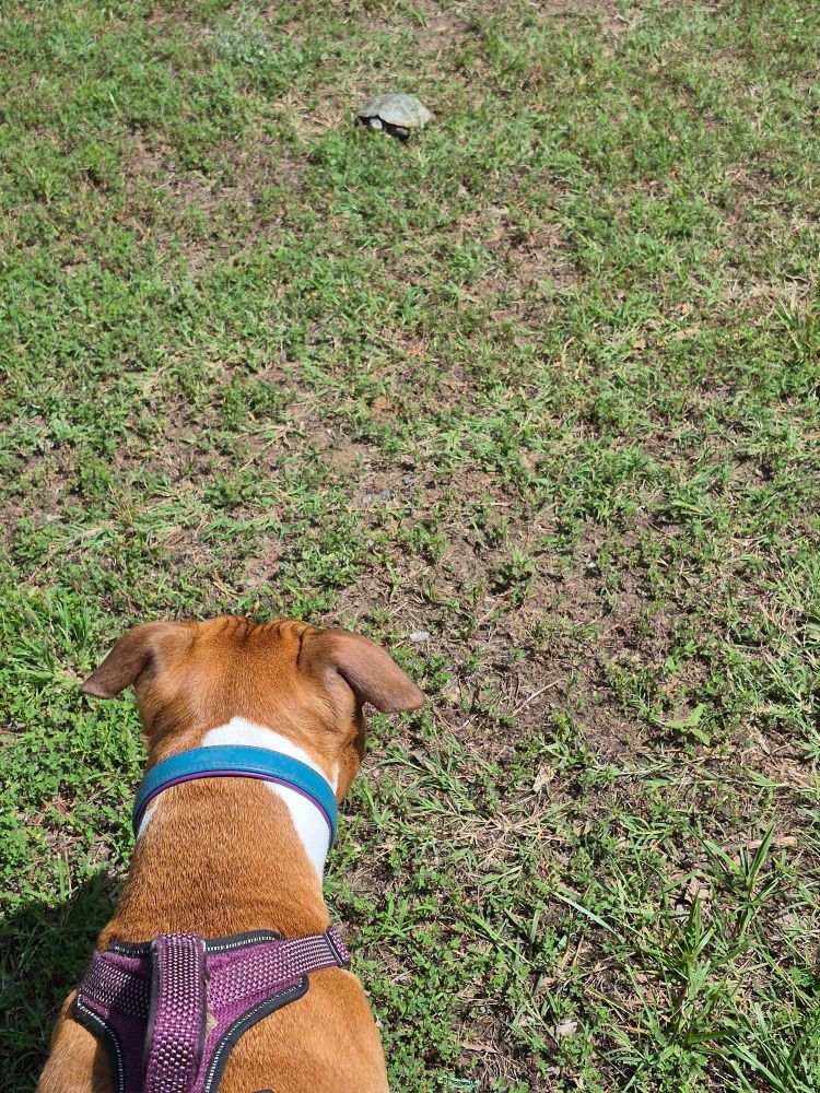A dog staring at a turtle in the middle distance. The dog's intentions are hostile (or perhaps just oriented toward "I want to learn more about you by eating you") but the turtle is reasonably unconcerned.