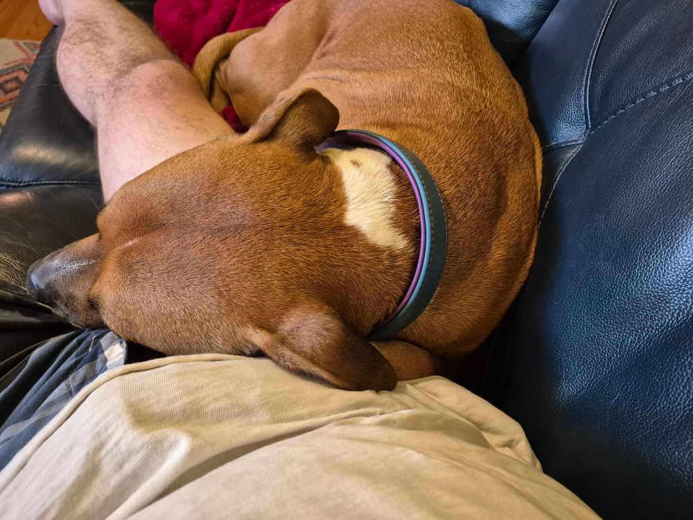 Red pit bull snoozing on a man's leg