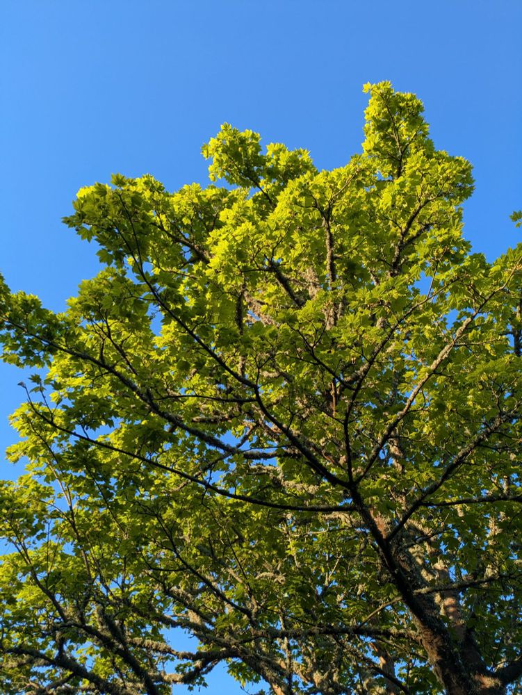 Looking up at a tree in the early morning light just as the first leaves are opening. Deep blue sky and vibrant green foliage.
