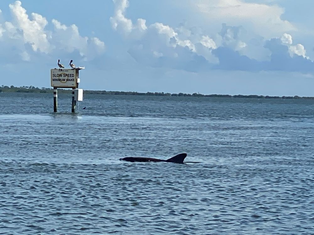 Photo of a wild dolphin coming up to take a breath 