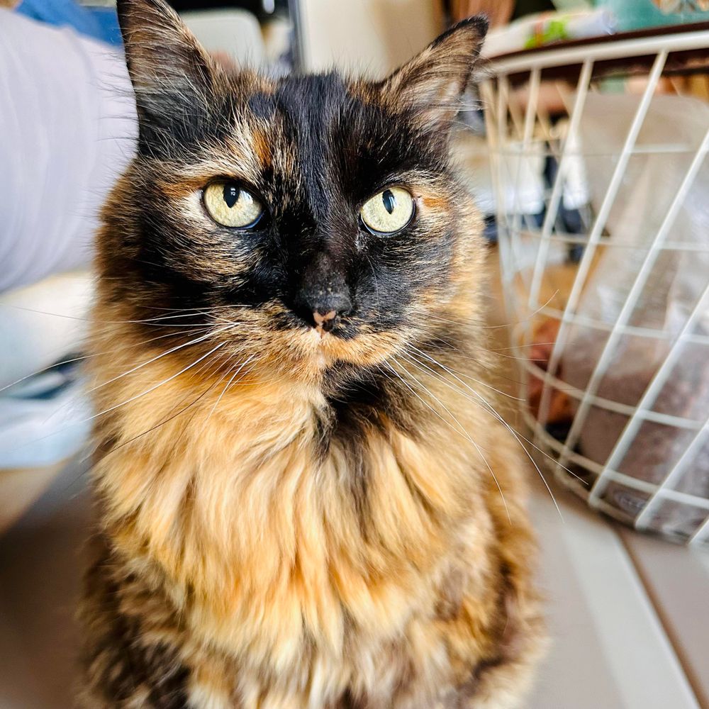 A photo of Mila the super elderly tortoiseshell cat with a beautiful coat