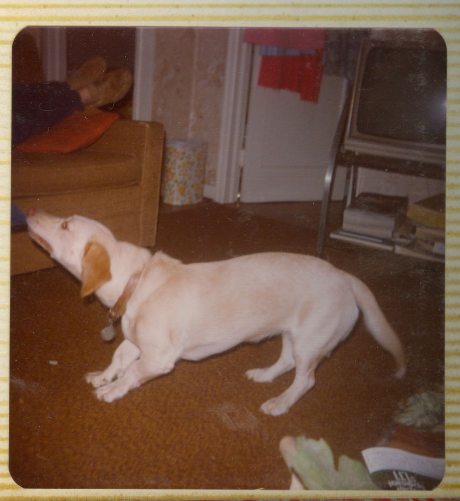 Light yellow lab/basset mix playing tug of war with some dark blue fabric. The other end is out of frame. A man's pants and slippers are visible up on the couch in the background. It is again, very obviously the 1970s.