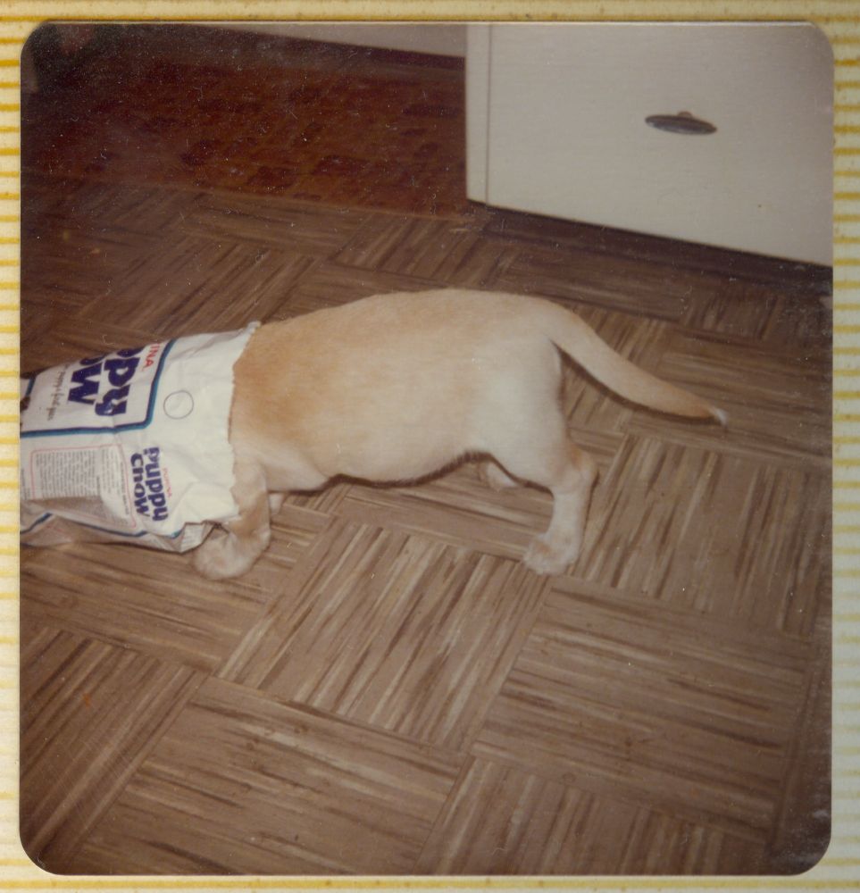 Back half of an adolescent yellow lab/basset mix with her head up to her paws disappeared into a horizontal bag of Puppy Chow. It is definitely the 1970s.