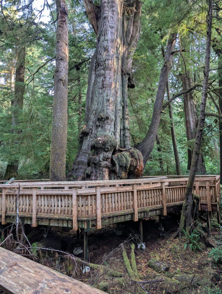 Big lumpy 900-1200 year old Western red cedar surrounded by a wooden walkway