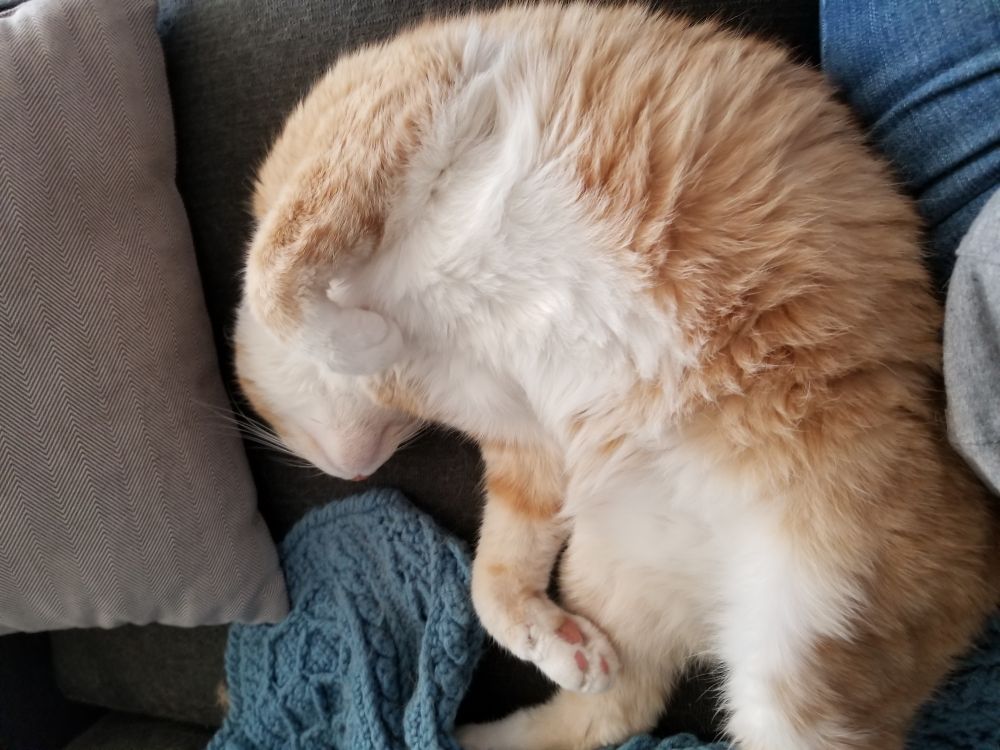 Orange tabby cat with his soft white belly exposed, lying on a couch