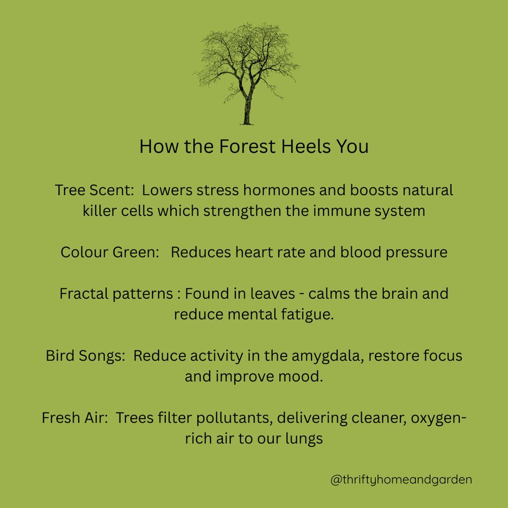 how the forest heels you: Tree Scent:  Lowers stress hormones and boosts natural killer cells which strengthen the immune system

Colour Green:   Reduces heart rate and blood pressure

Fractal patterns : Found in leaves - calms the brain and reduce mental fatigue.

Bird Songs:  Reduce activity in the amygdala, restore focus and improve mood.

Fresh Air:  Trees filter pollutants, delivering cleaner, oxygen-rich air to our lungs
@thriftyhomeandgarden