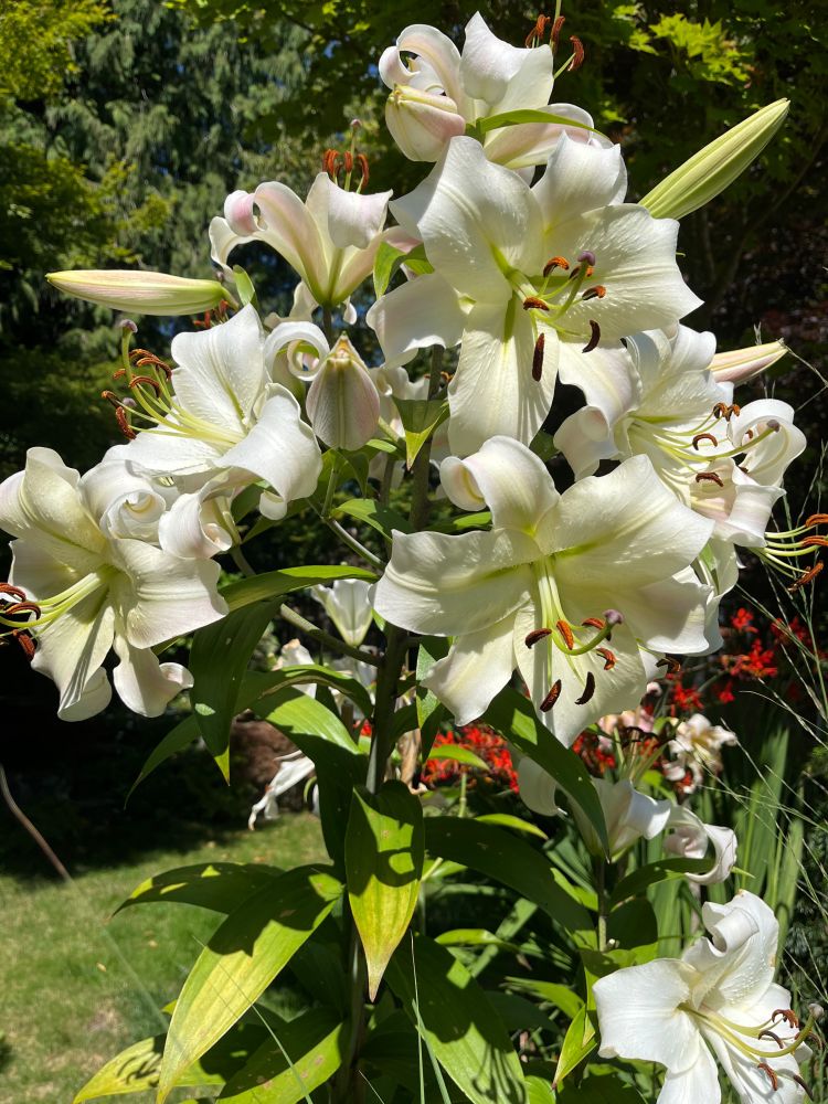 "Pretty Woman" lilies.  In full bloom.  They are white with a hint of pink.  The blooms measure approximately 7 - 8 inches across and the stalk is approximately 7 feet high.  There are at least 7 blooms open and there is at least 4 very close to opening.