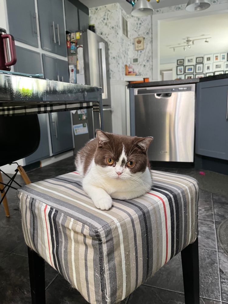 Zoe, a 6 1/2 month old British Shorthair kitten sitting on a striped stool in the kitchen.  She is brown and white.