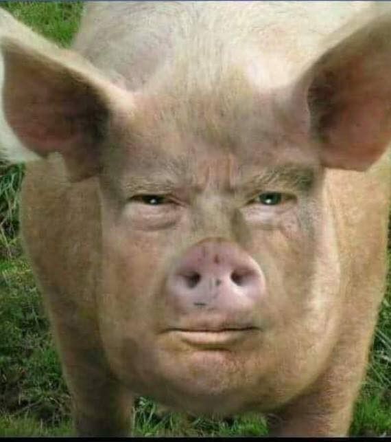 President Piggy aka Trump looks like a pig.