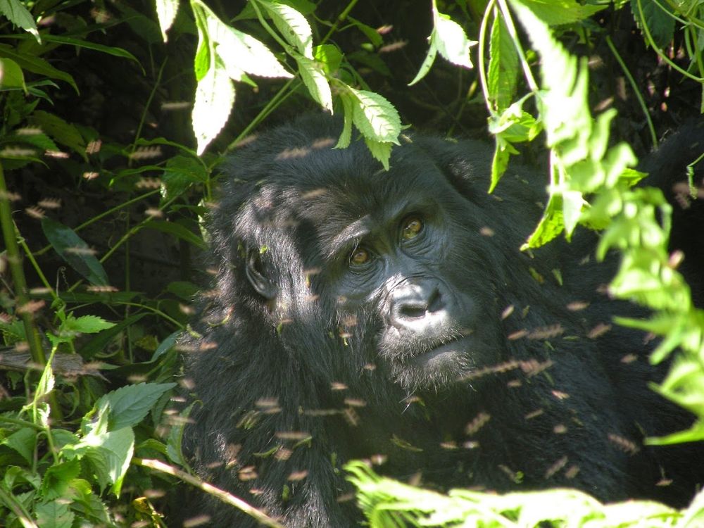Mountain gorilla located at the Bwindi Impenetrable Forest in Uganda.