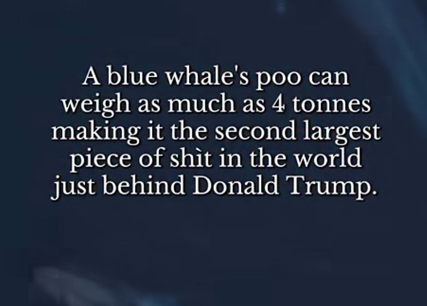 A blue whale's poo can weigh as much as 4 tonnes making it the second largest piece shit in the world just behind Donald Trump.