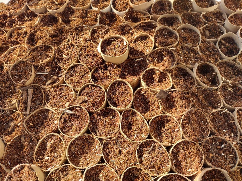 Paper towel tubes cut into two inch lengths, crowded into a shallow clear plastic box, and filled with a homemade potting mix for starting seedlings.