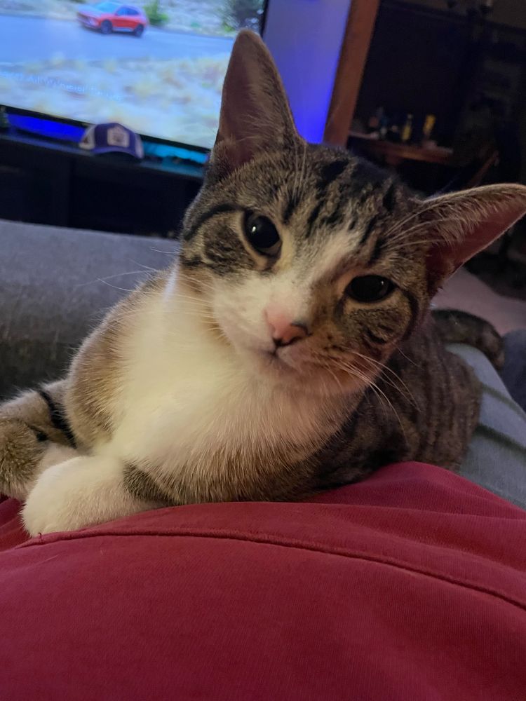 White, black and gray baby tabby cat with a pink nose. 