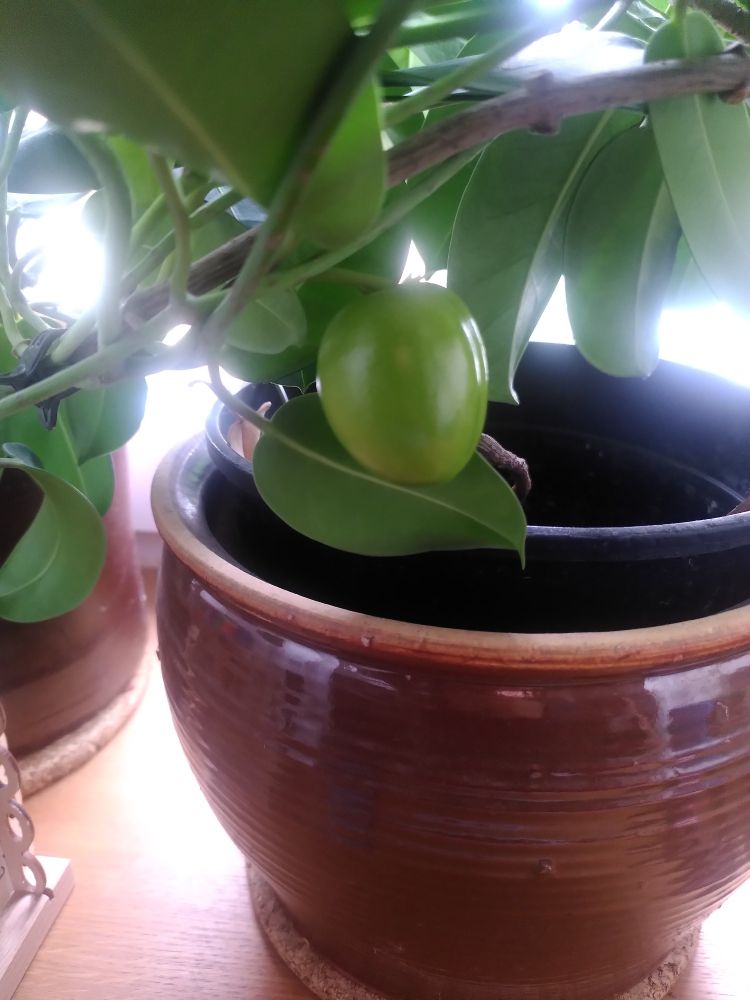 In einem getöpferten braunen Übertopf: eine Kranzschlinge/Staphanotis mit satt grünen Blättern. Man sieht deutlich eine pflaumegroße und -förmige grüne Frucht.