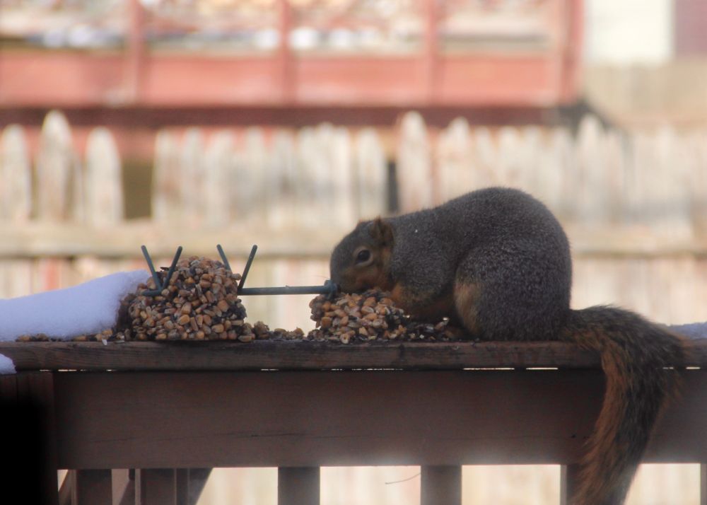 A fat winter squirrel hunched over a seed cake from a birdfeeder. 