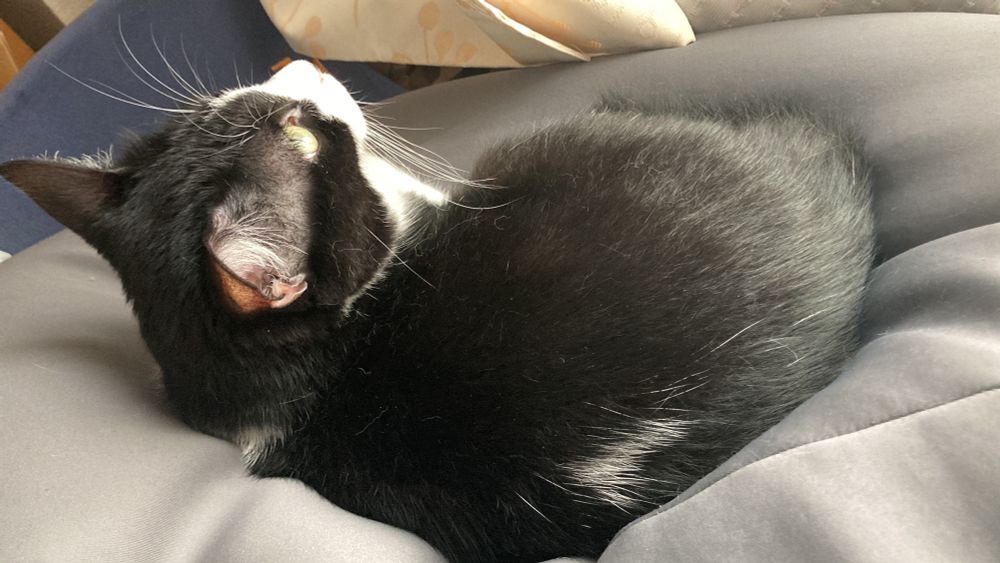 ハチワレ猫 が人間ダメにするクッションで寝ている