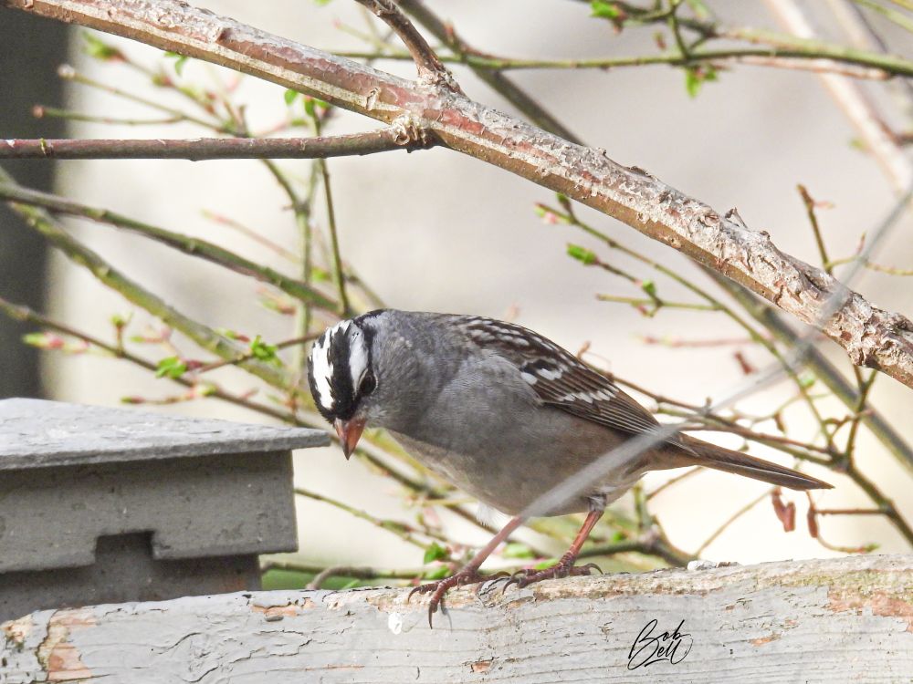 A white-crowned sparrow perched on my backyard fence, in profile view looking downwards, which shows his crown nicely