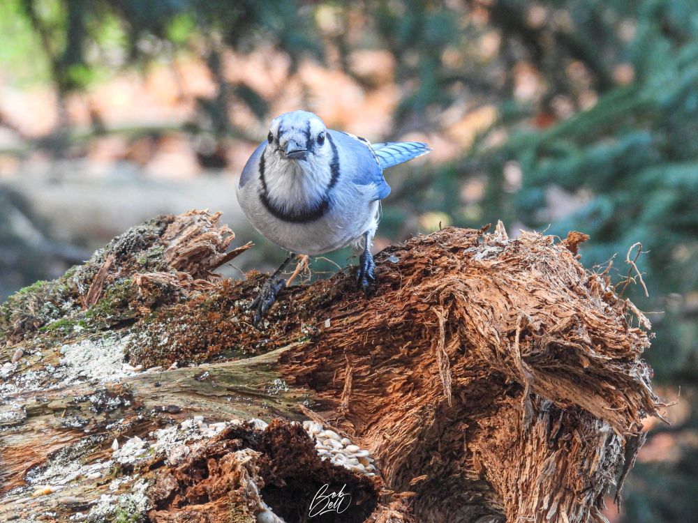 A blue jay looking in the window at me, while perched on a mossy old log that I saved as my winter "stage"