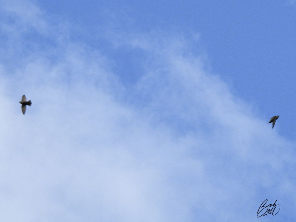 Two chimney swifts soaring around overhead, with a partially cloudy, blue sky above. Their bodies look exactly like a cigar, with long tapered wings.