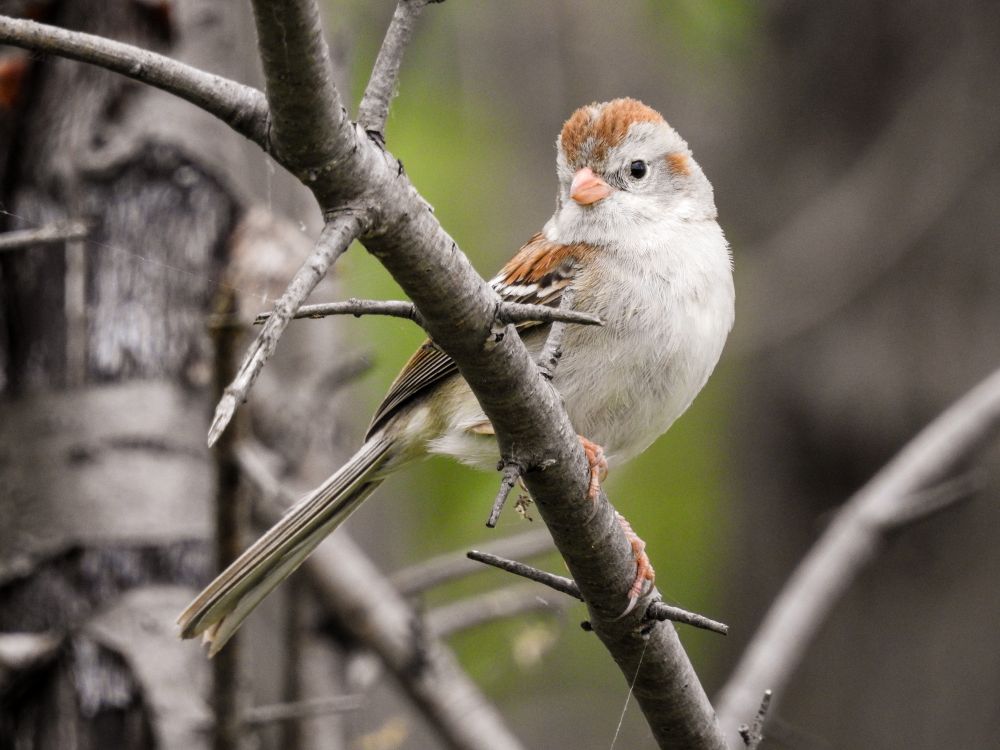 There's something about the pink bill and body proportions of Field Sparrows which to my eye gives them a baby cuteness quality