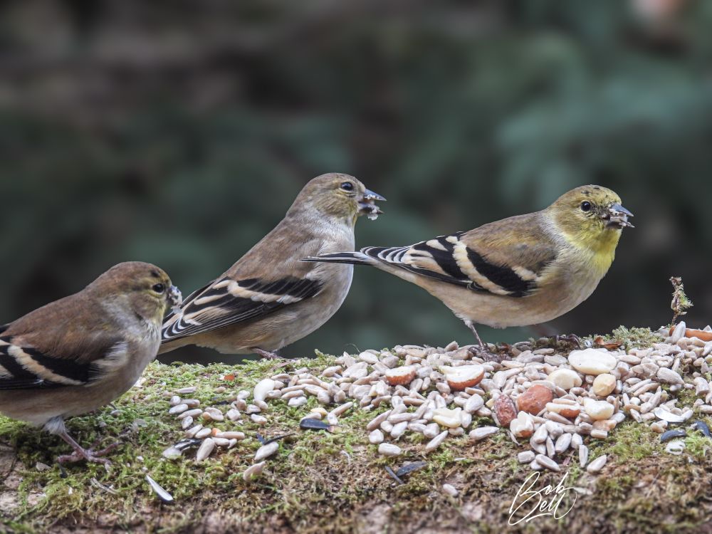 Three American Goldfinch on a mossy log covered in seeds, all of them in profile view looking to the right. The two left ones are female while the right one is a male, I think - in non-breeding plumage, but he still has yellow on his head.