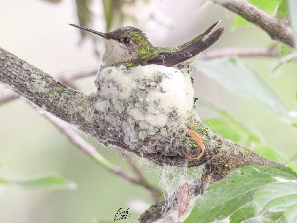 A hummingbird nest built on top of a bare branch which runs diagonally from upper left to lower right. The nest is comprised of white, cottony-looking material  and lichen. The female rub-throated hummingbird is sitting in it, looking to the left, with her tail sticking up on the right. 