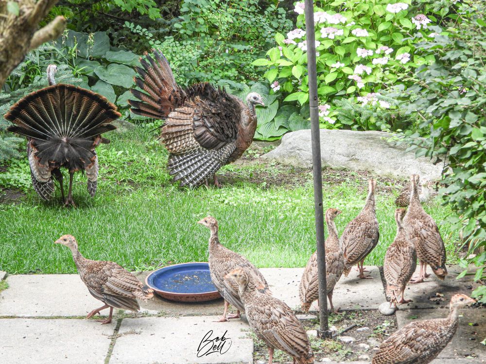 A family of turkeys, including two adults displaying their tails, along with a bunch of poults