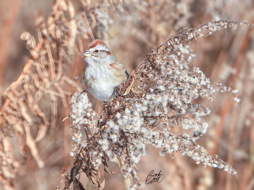 The photo is all soft browns and whites in colour, with a golden rod that has gone to seed, with an American Tree Sparrow on it, looking off to the left