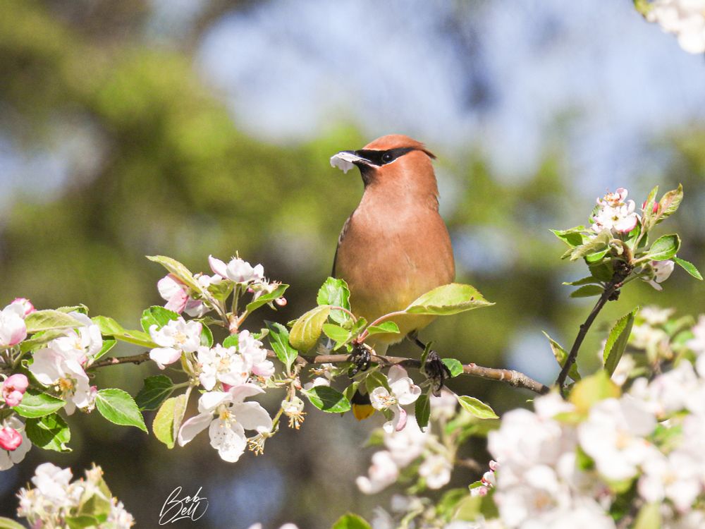 A cedar waxwing perched in an apple tree that is heavily laden with blossoms. It is in profile view, looking to the left, with a petal in its mouth