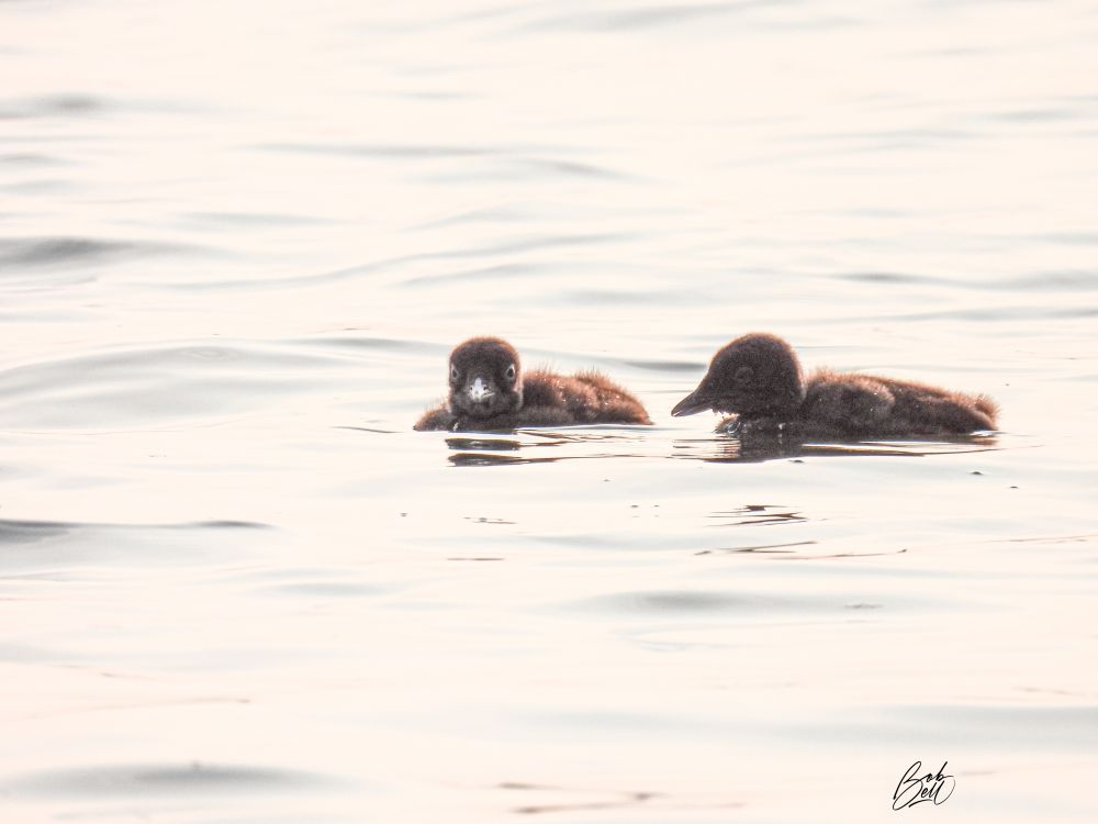 Two common loon youngsters swimming by themselves in fairly calm, light coloured water