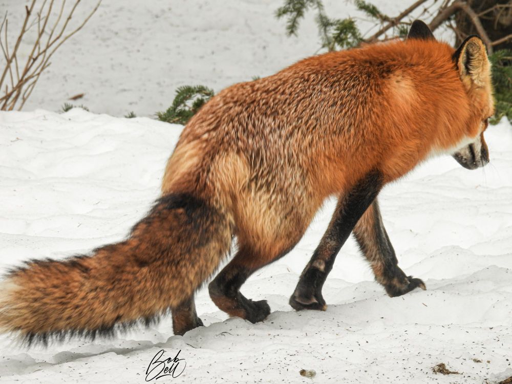 A beautiful red fox exiting my snowy backyard, starting to walk away to the right, with its head down.