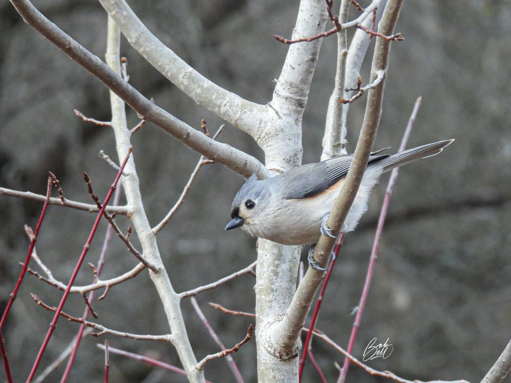 A tufted titmouse is perched in a small, bare tree with whitish bark. It is in profile view, looking to the left with its body angled downwards about 30 degrees, ready to launch